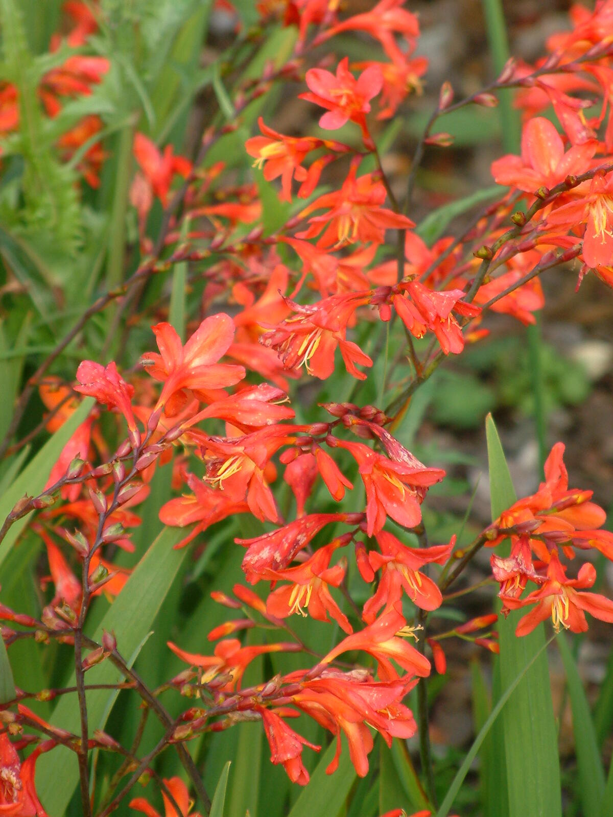 Crocosmia 'James Coey' - The Beth Chatto Gardens