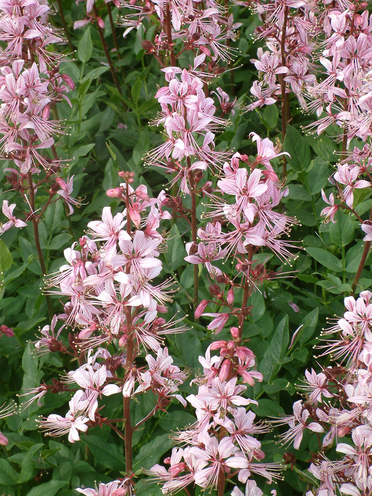 Dictamnus albus var. purpureus The Beth Chatto Gardens