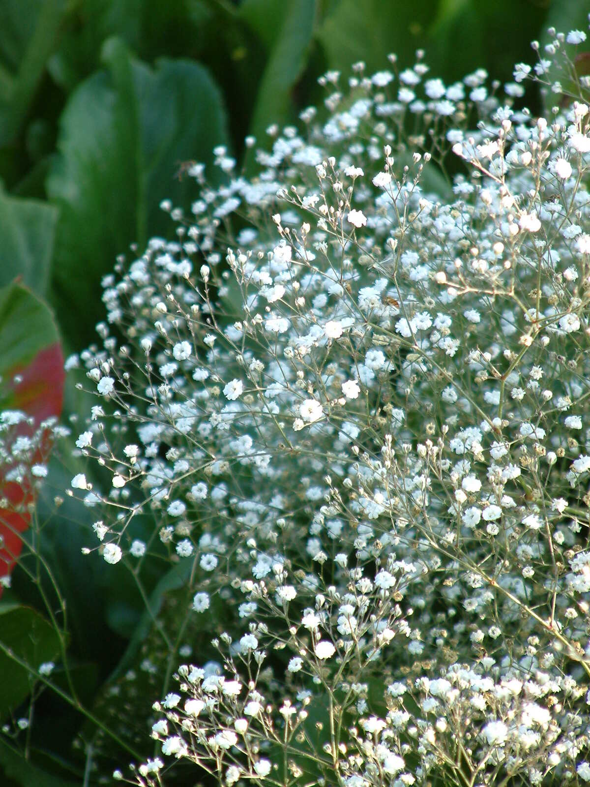 Gypsophila paniculata 'Bristol Fairy'