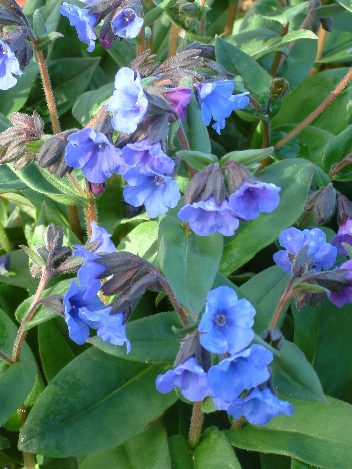 Pulmonaria 'Blue Ensign' The Beth Chatto Gardens