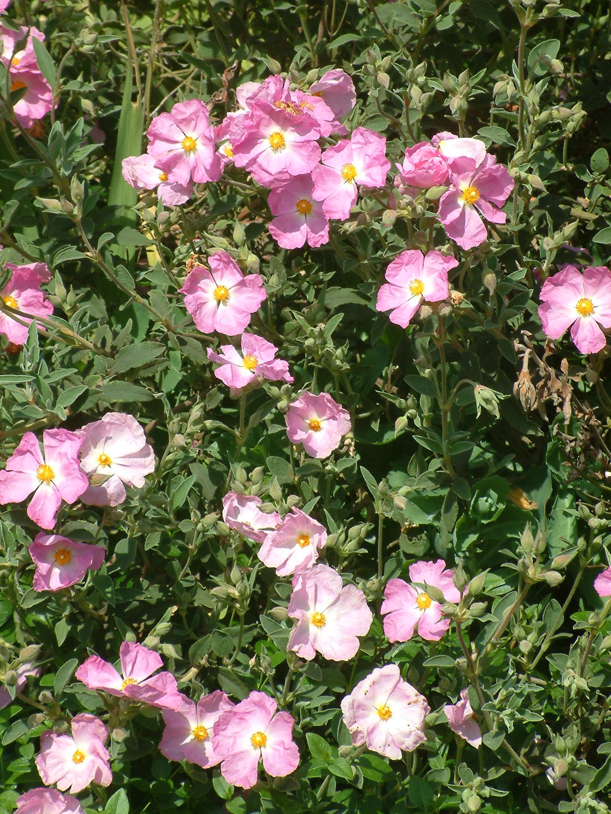 Cistus x 'Peggy Sammons' The Beth Chatto Gardens
