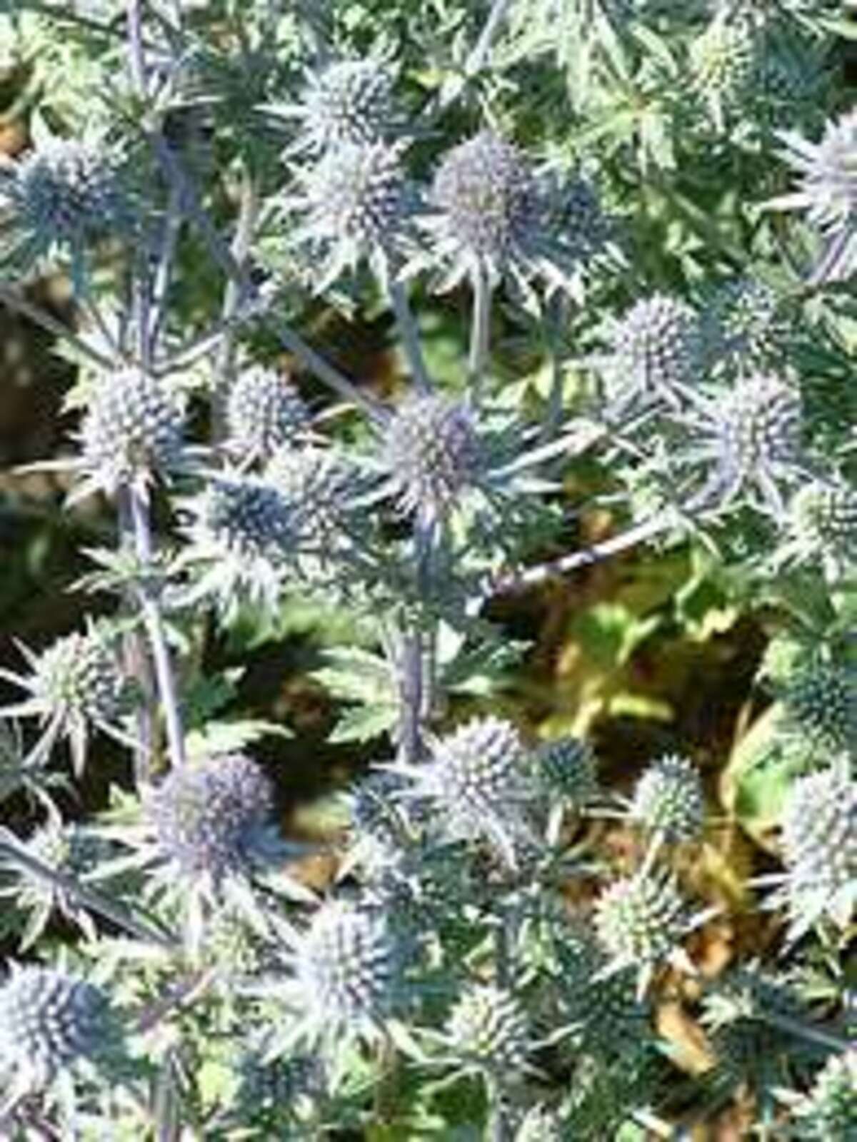 Eryngium x tripartitum The Beth Chatto Gardens