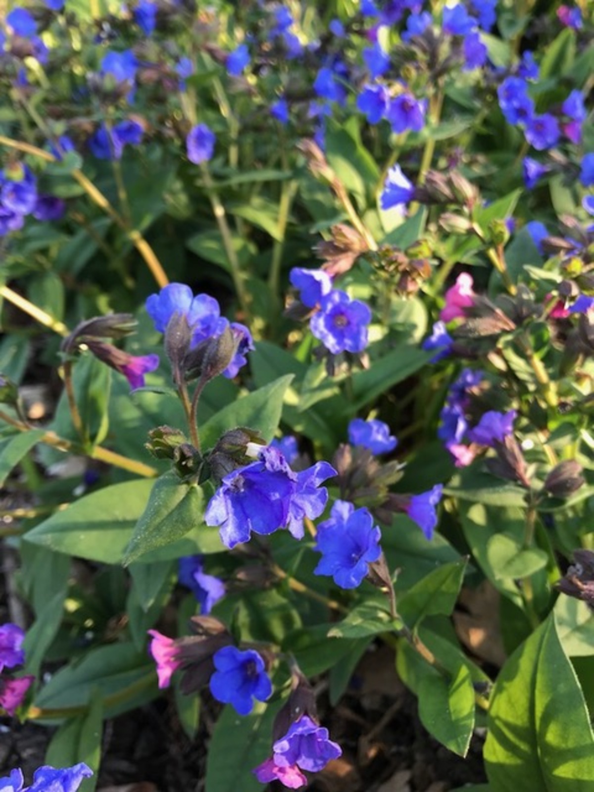 Pulmonaria 'Blue Ensign' - The Beth Chatto Gardens