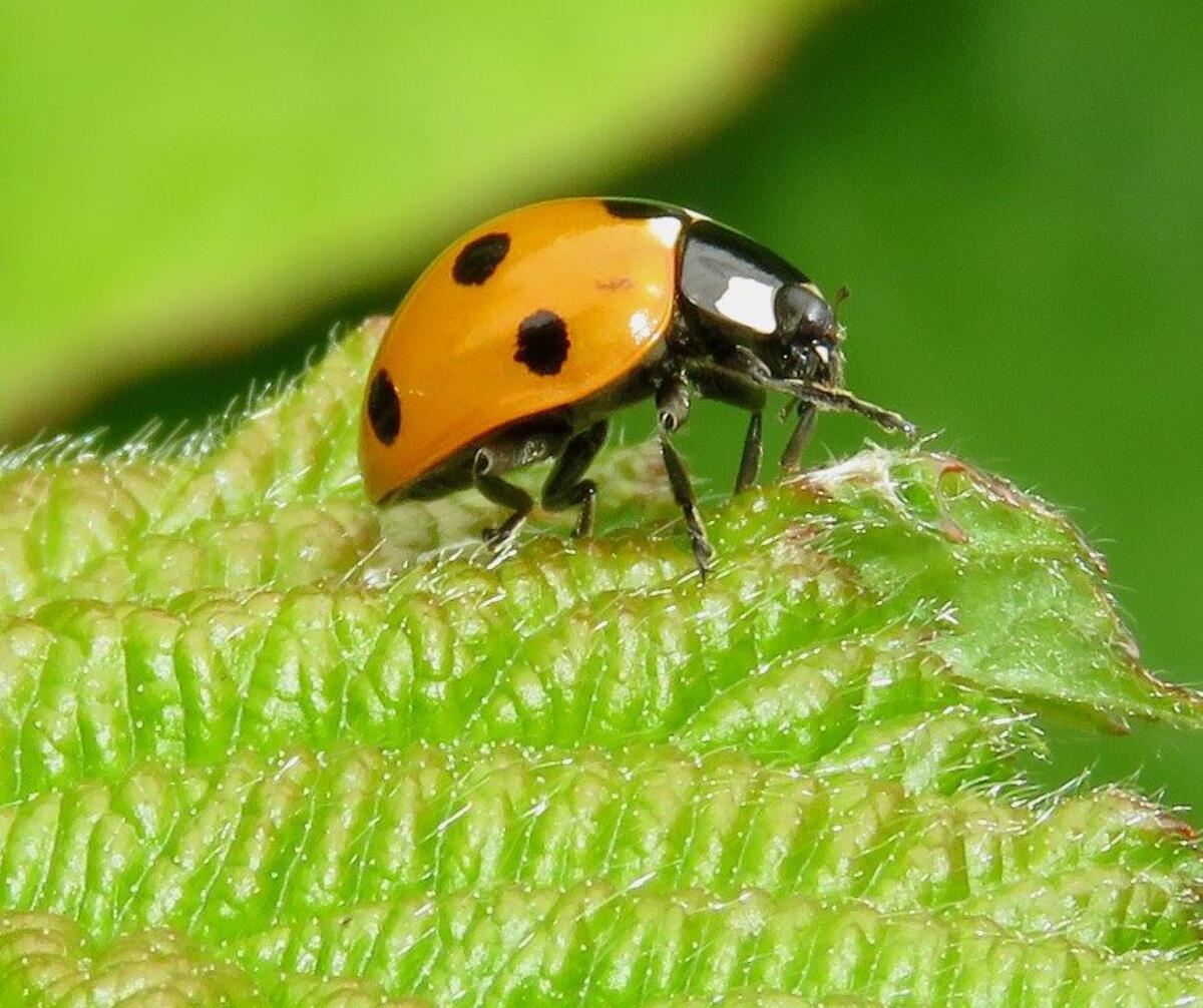 Small Creatures, Great Masterpieces Beth Chatto Gardens
