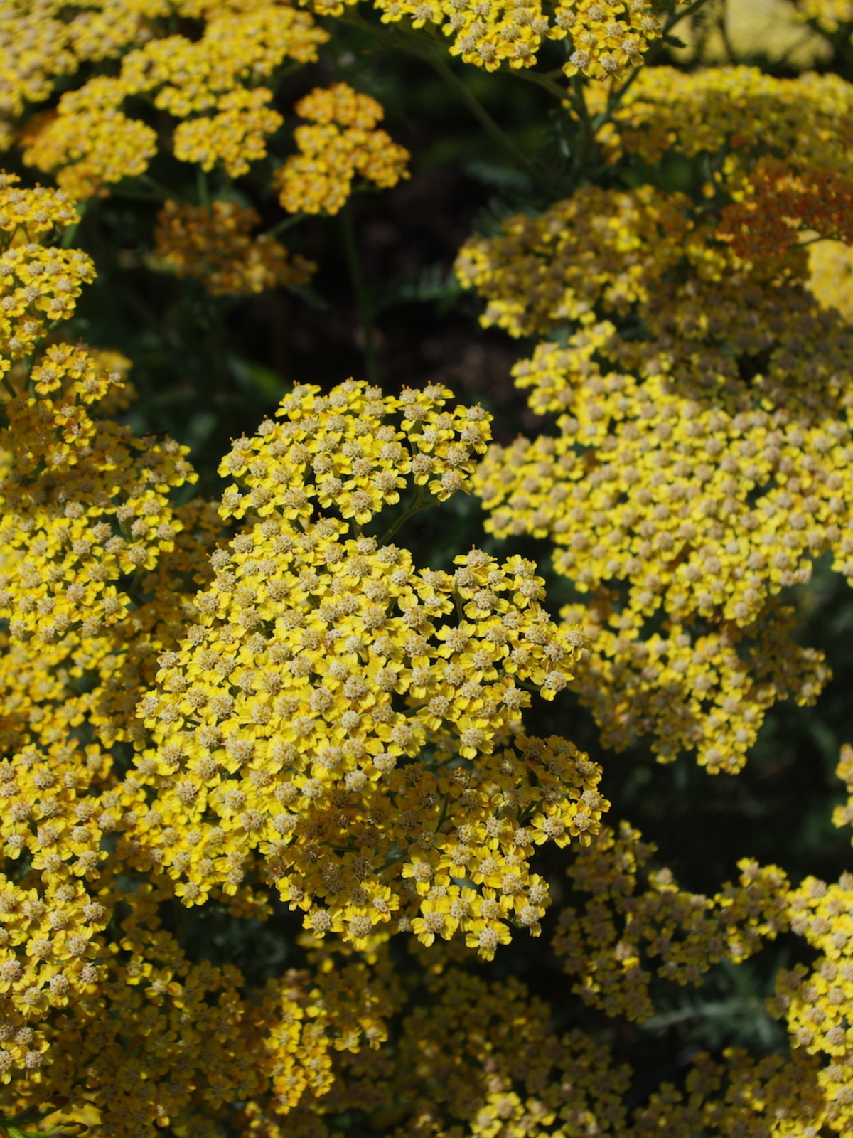 Achillea 'Inca Gold' - Beth Chatto's Plants & Gardens