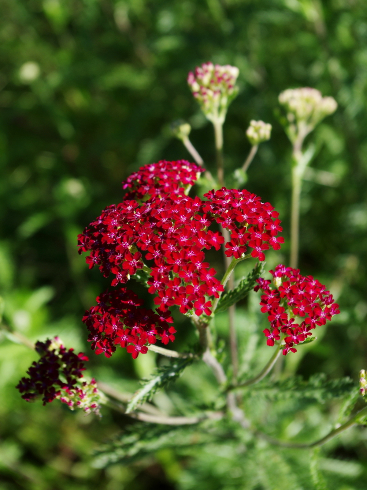 Image of Close-up of the flowers of Achillea Summer Wine
