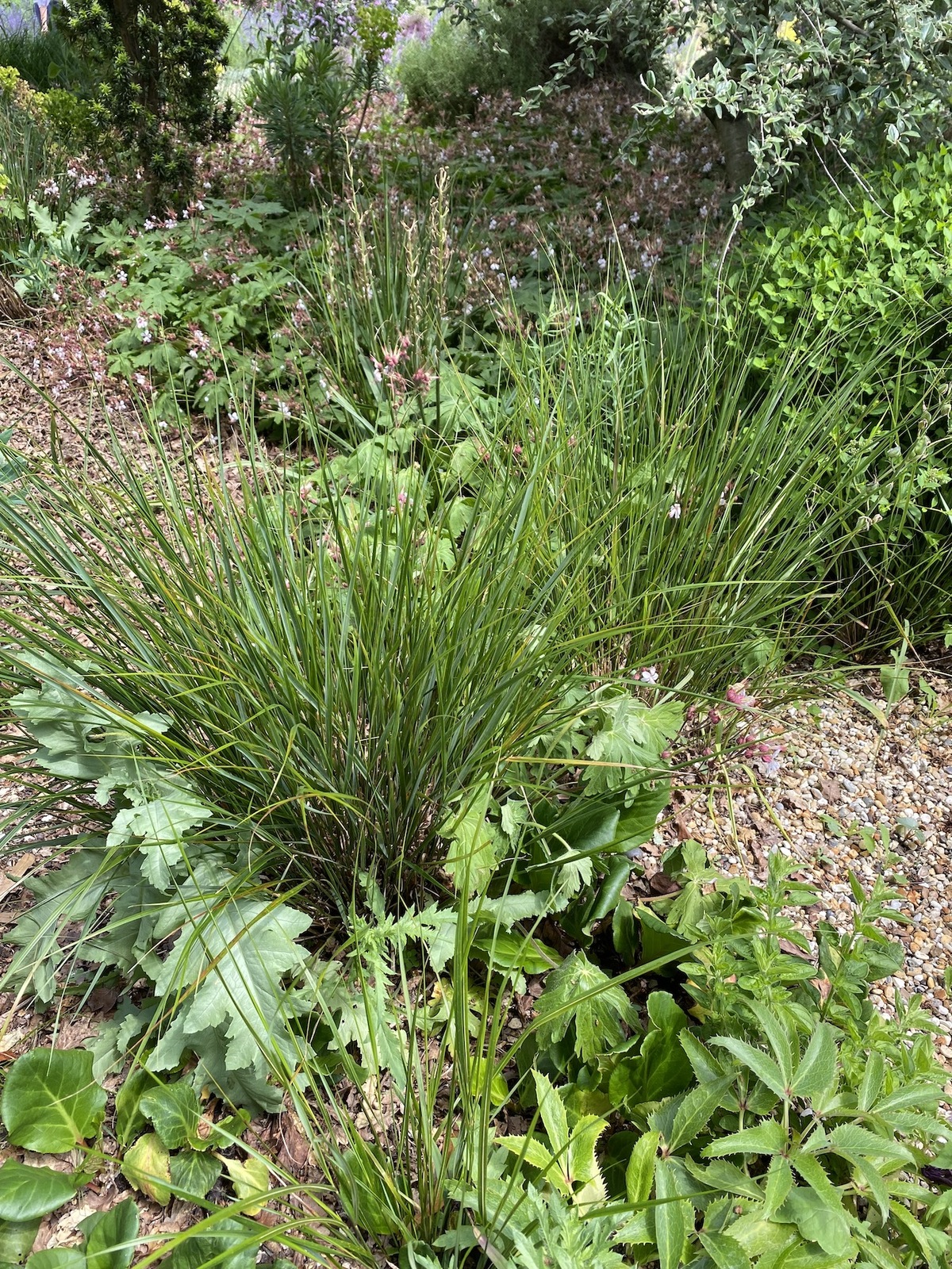 Anemanthele lessoniana - Beth Chatto's Plants & Gardens