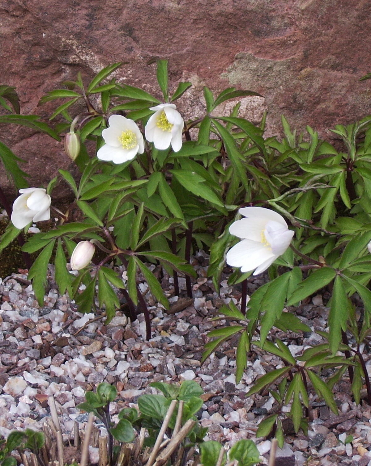 Anemone nemorosa - The Beth Chatto Gardens