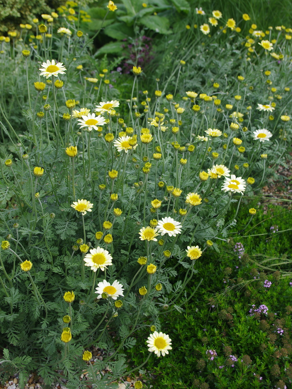 Anthemis 'Susanna Mitchell' - Beth Chatto's Plants