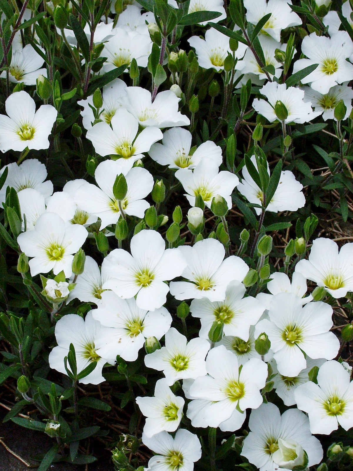 Arenaria Arenaria Montana The Beth Chatto Gardens