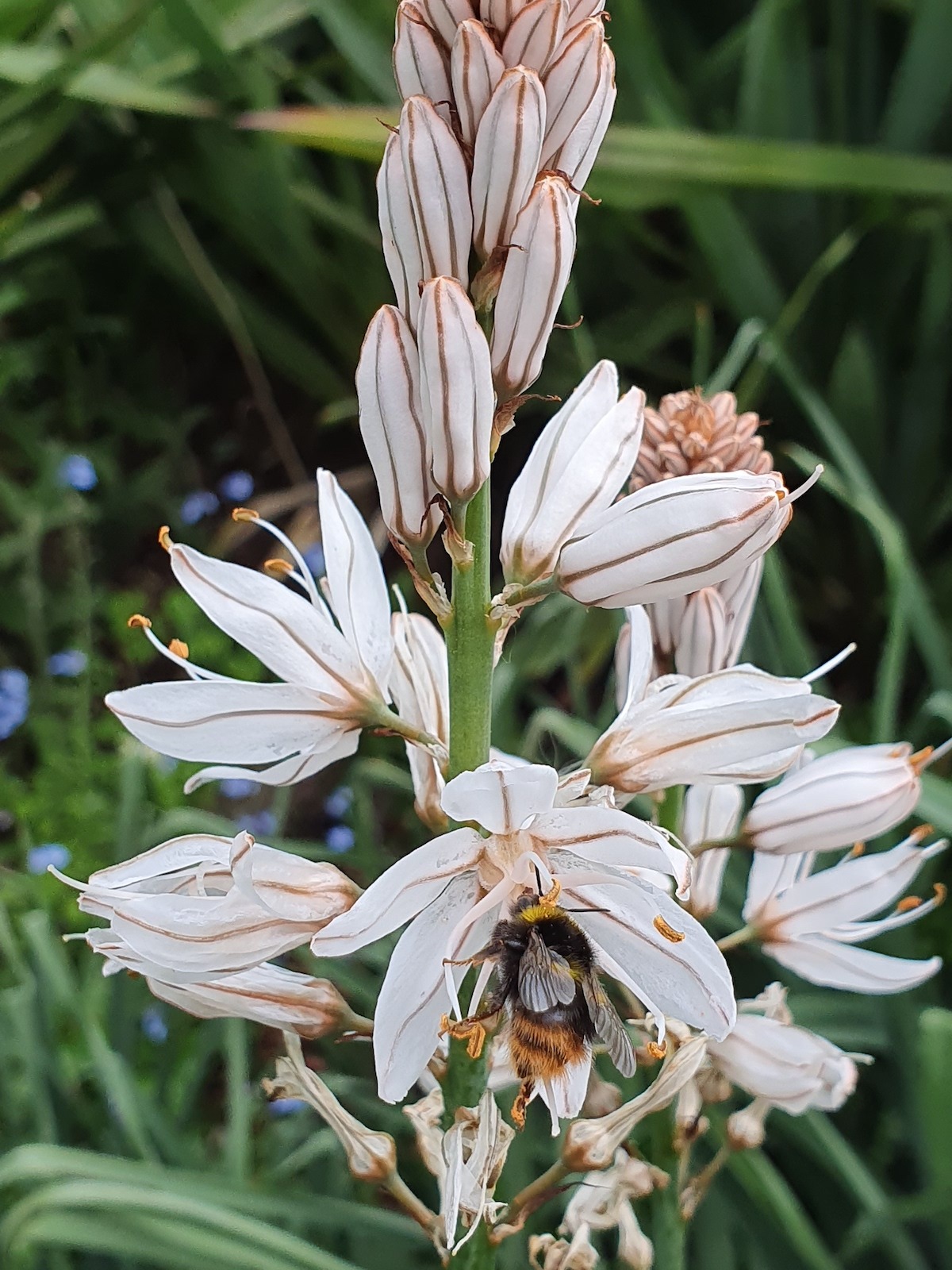 Asphodelus Asphodelus Albus The Beth Chatto Gardens