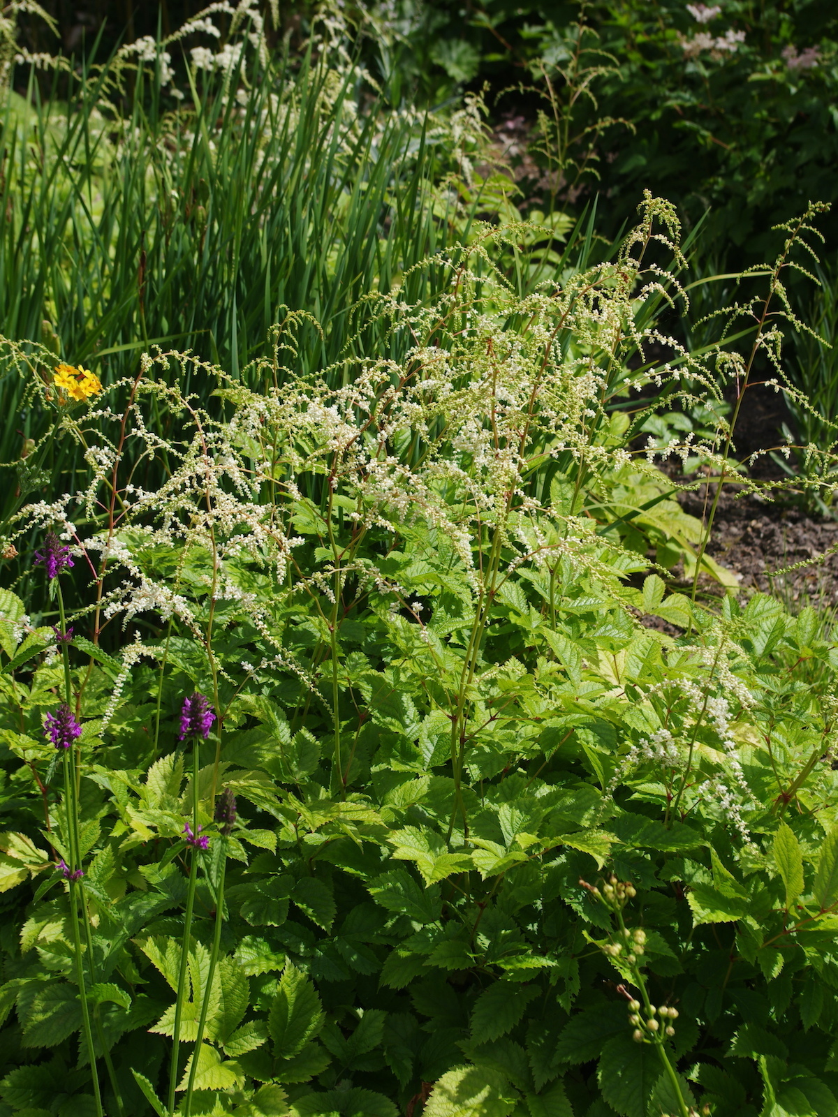 Plant Profile for Astilbe thunbergii 'Prof. van der Wielen' - Tall Japanese  Astilbe Perennial