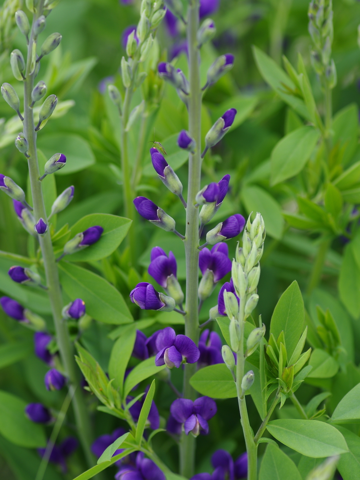 Baptisia australis 'Blueberry Sundae' Beth Chatto's Plants & Gardens
