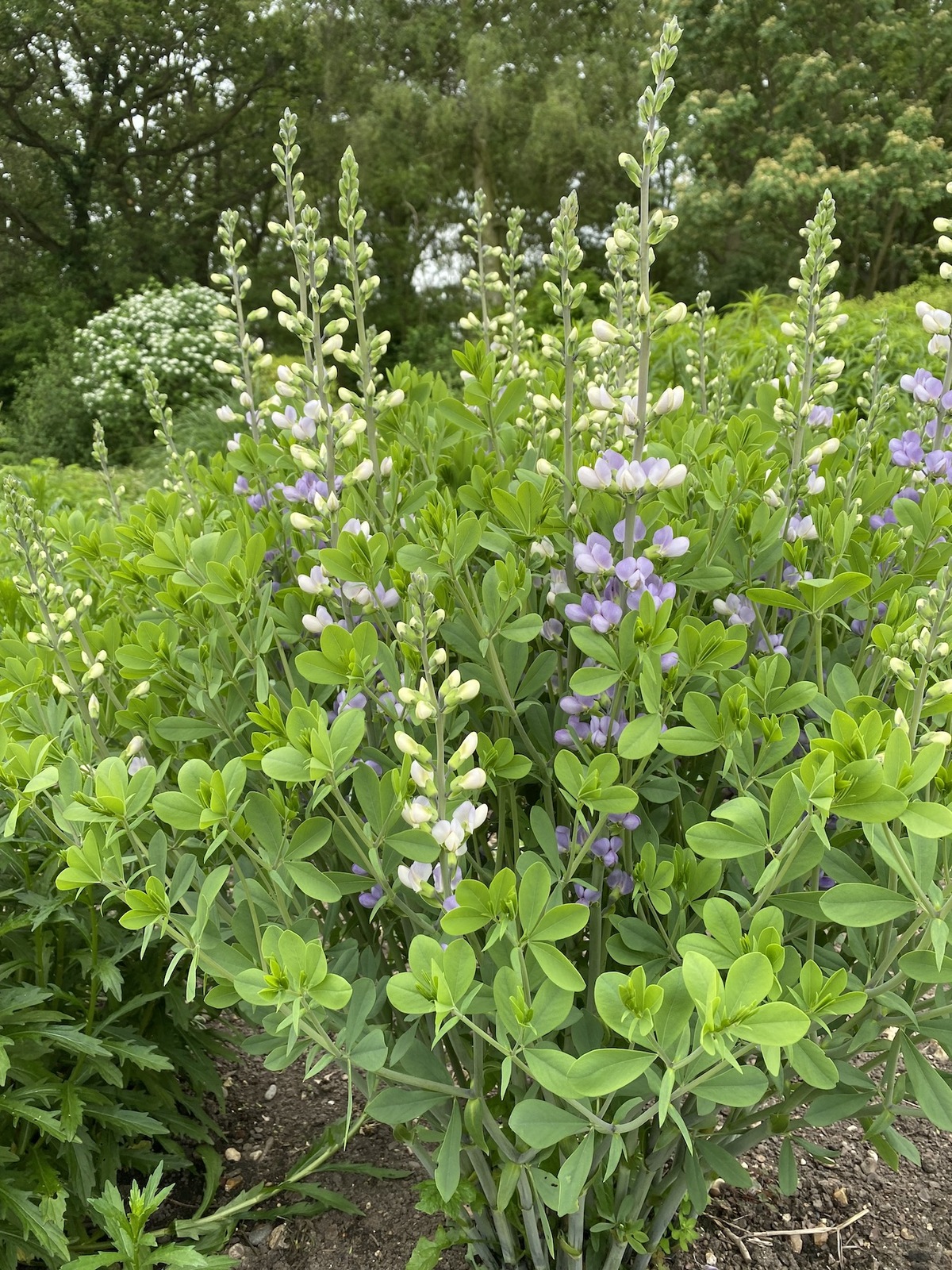 Baptisia australis var. minor - Beth Chatto's Plants