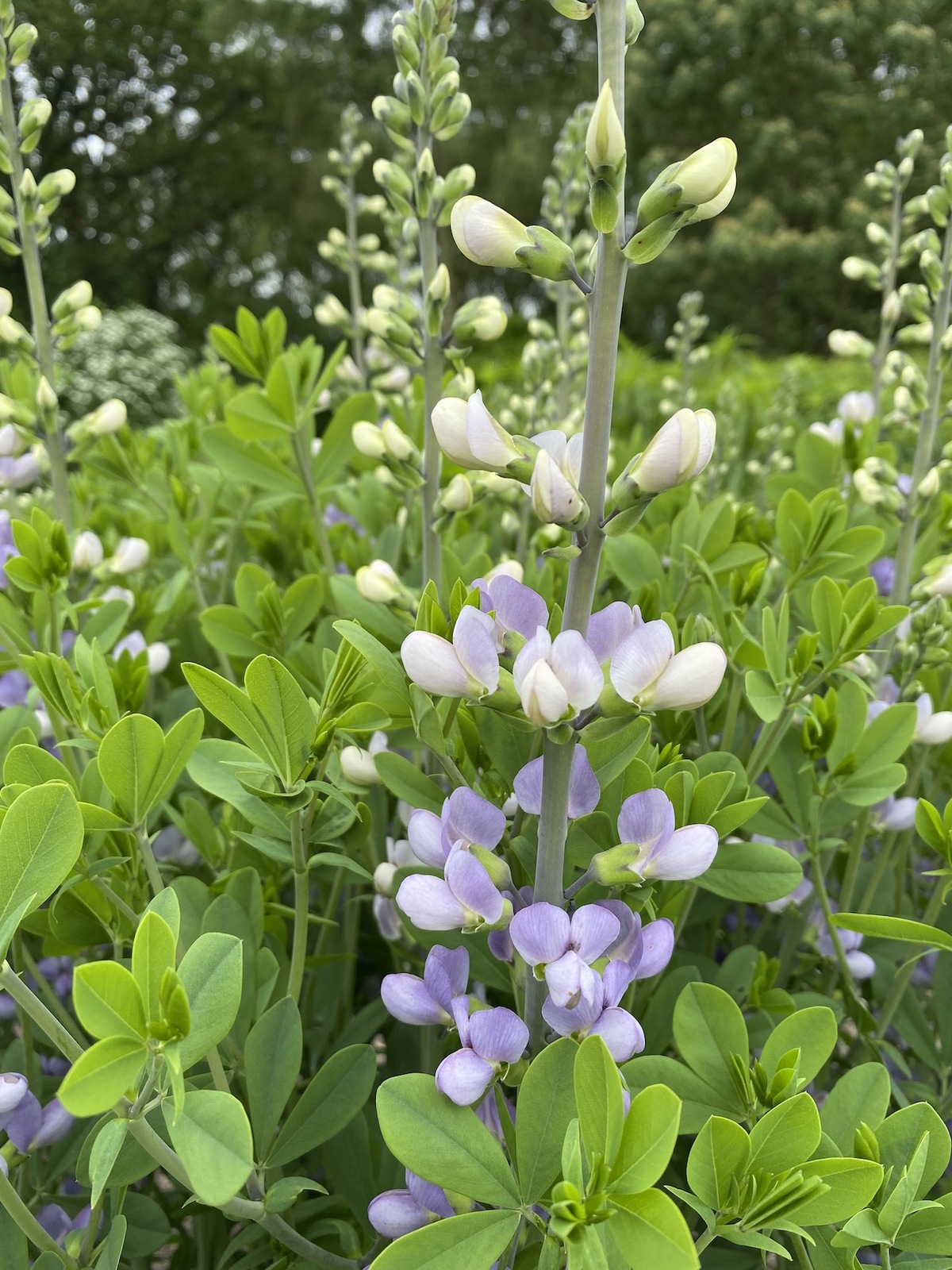 Baptisia australis var. minor - Beth Chatto's Plants