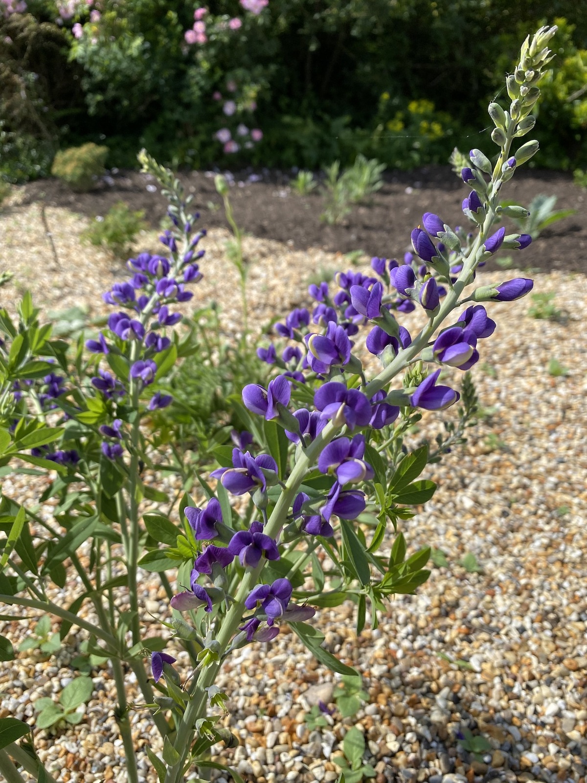 Baptisia australis plantation