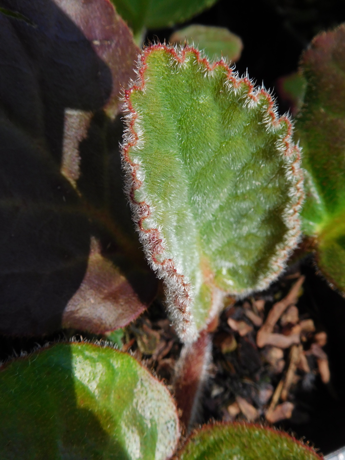 Bergenia Ciliata Beth Chatto S Plants Gardens