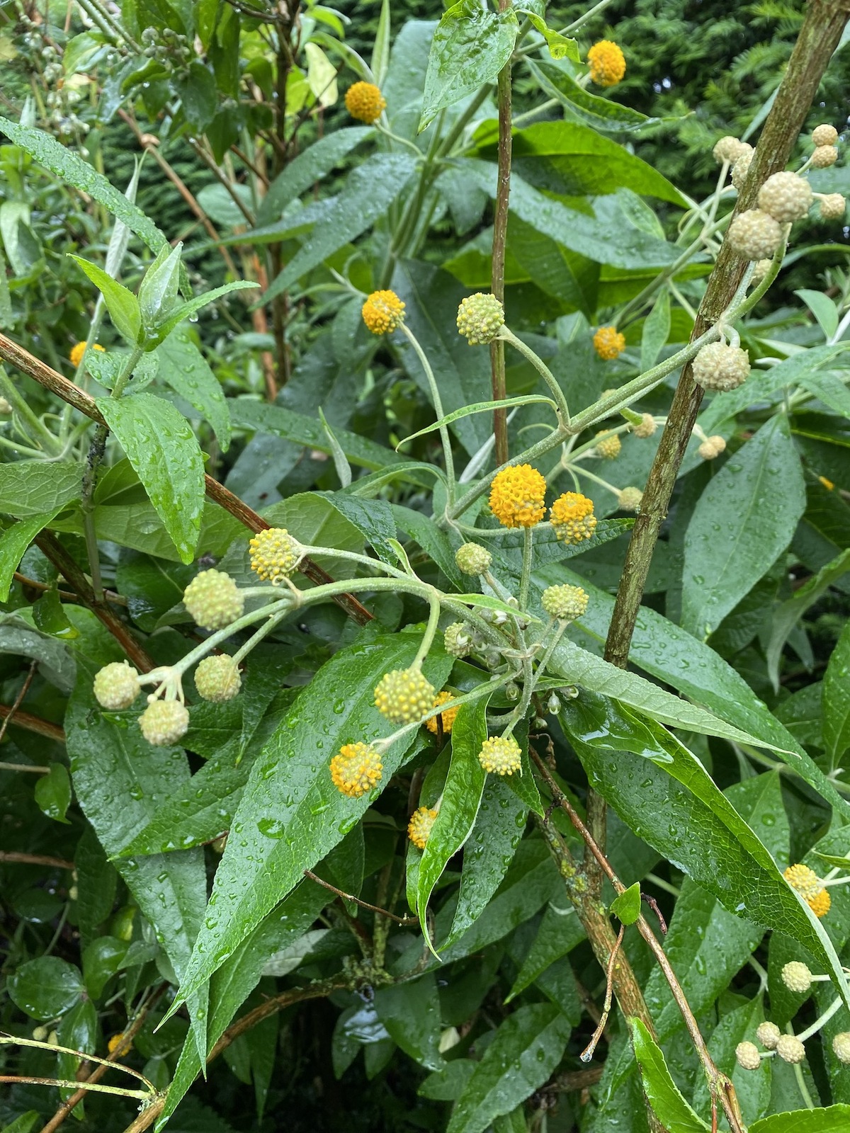 Buddleja Globosa Beth Chatto S Plants Gardens