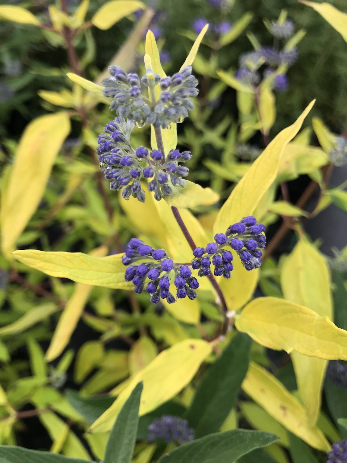 Caryopteris x clandonensis Worcester Gold-Bluebeard "Worcester Gold" Plant in...
