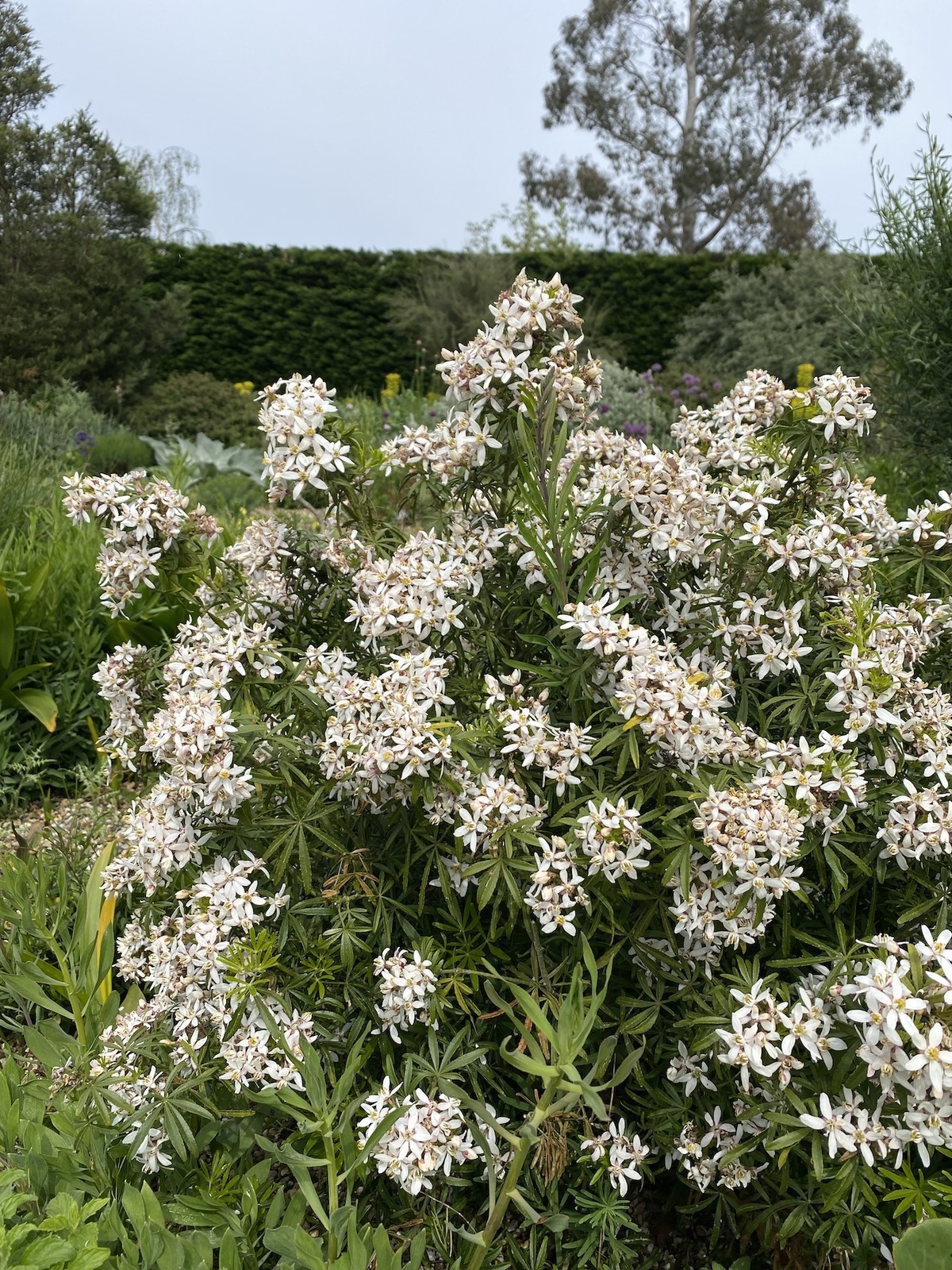 Choisya Dewitteana White Dazzler Londaz Beth Chatto s Plants 