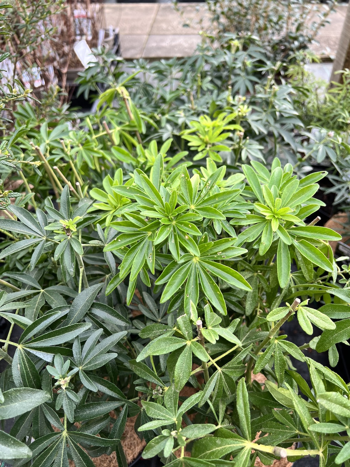 Choisya [Greenfingers] (Lissfing) - Beth Chatto’s Plants & Gardens