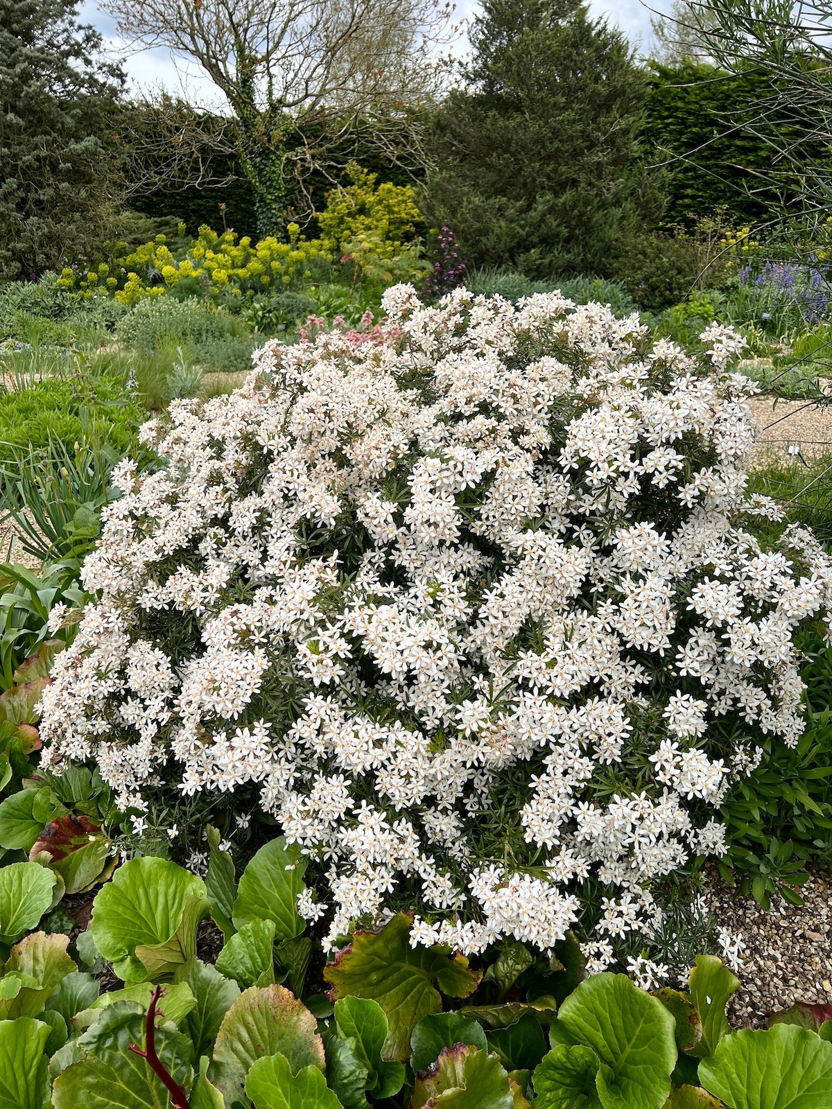 Choisya Dewitteana White Dazzler Londaz Beth Chatto s Plants 