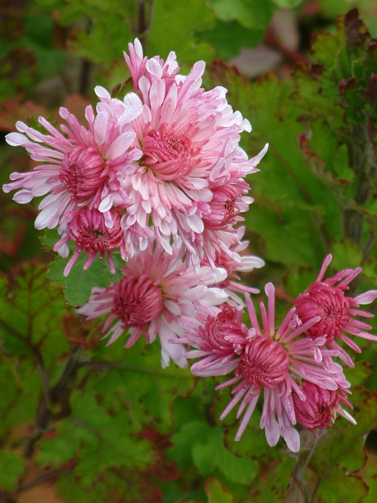Chyrsanthemum 'China emperor' The Beth Chatto Gardens