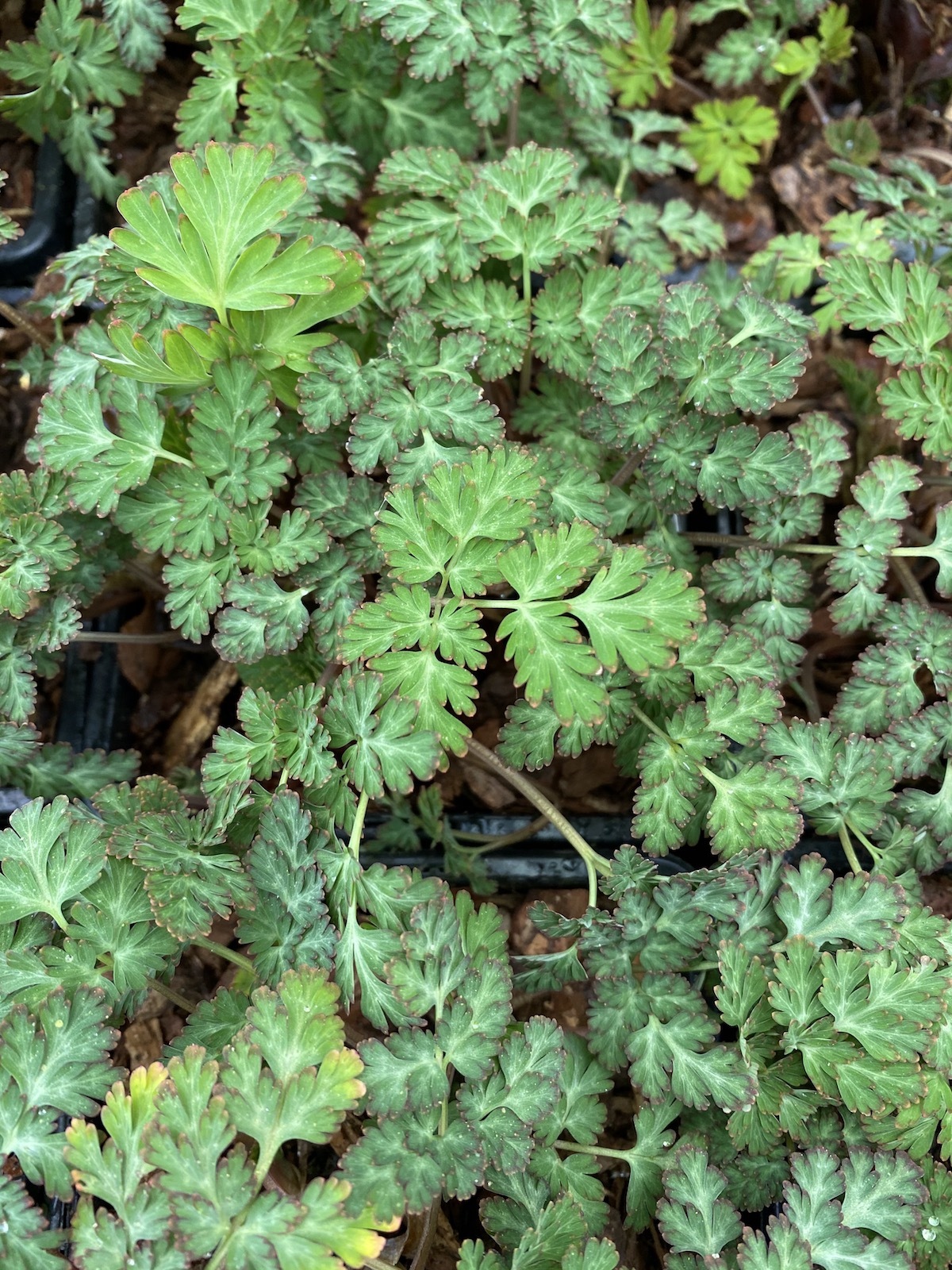 Corydalis anthriscifolia - The Beth Chatto Gardens