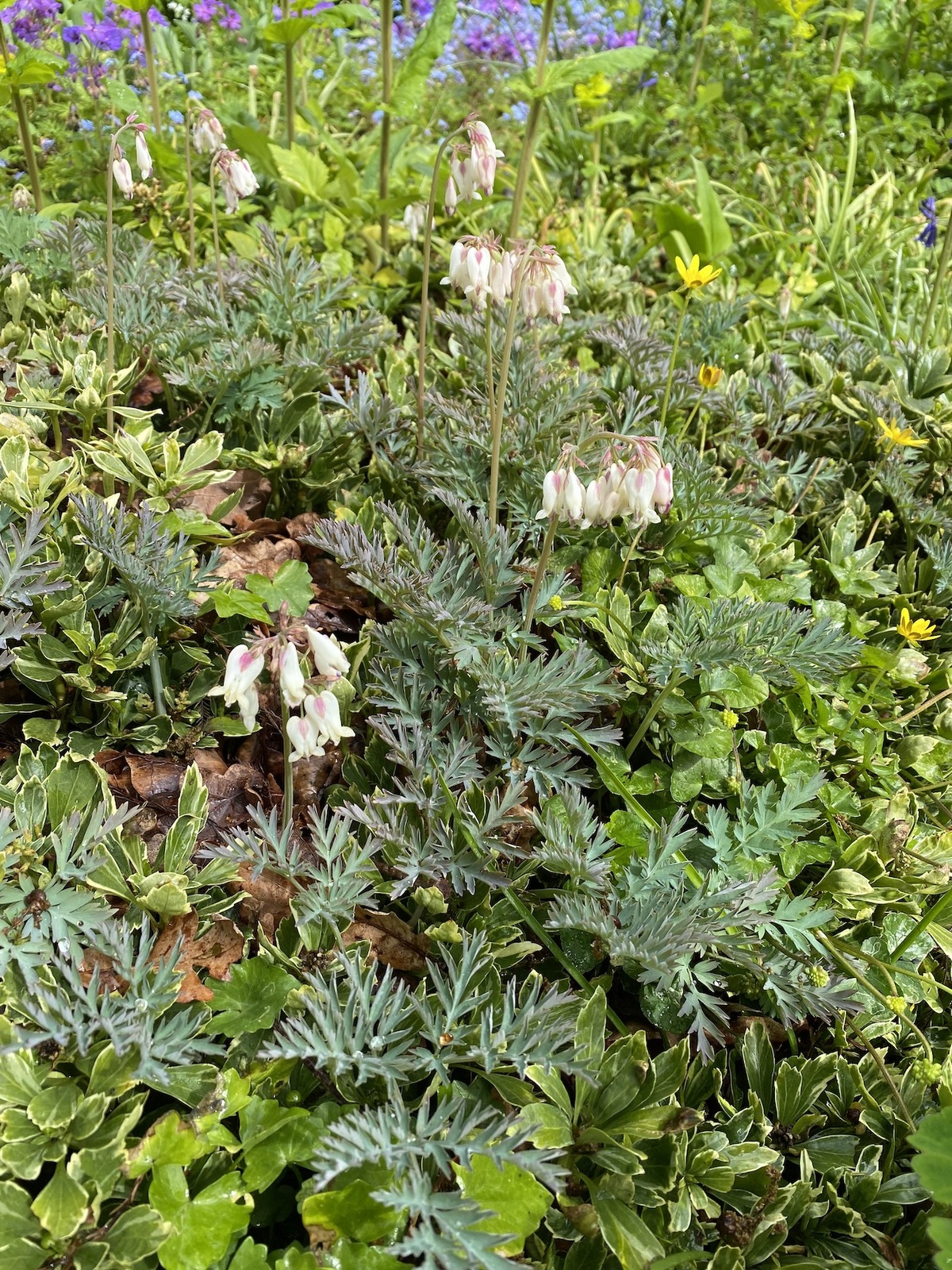 Dicentra formosa 'langtrees' Beth Chatto Plants & Gardens