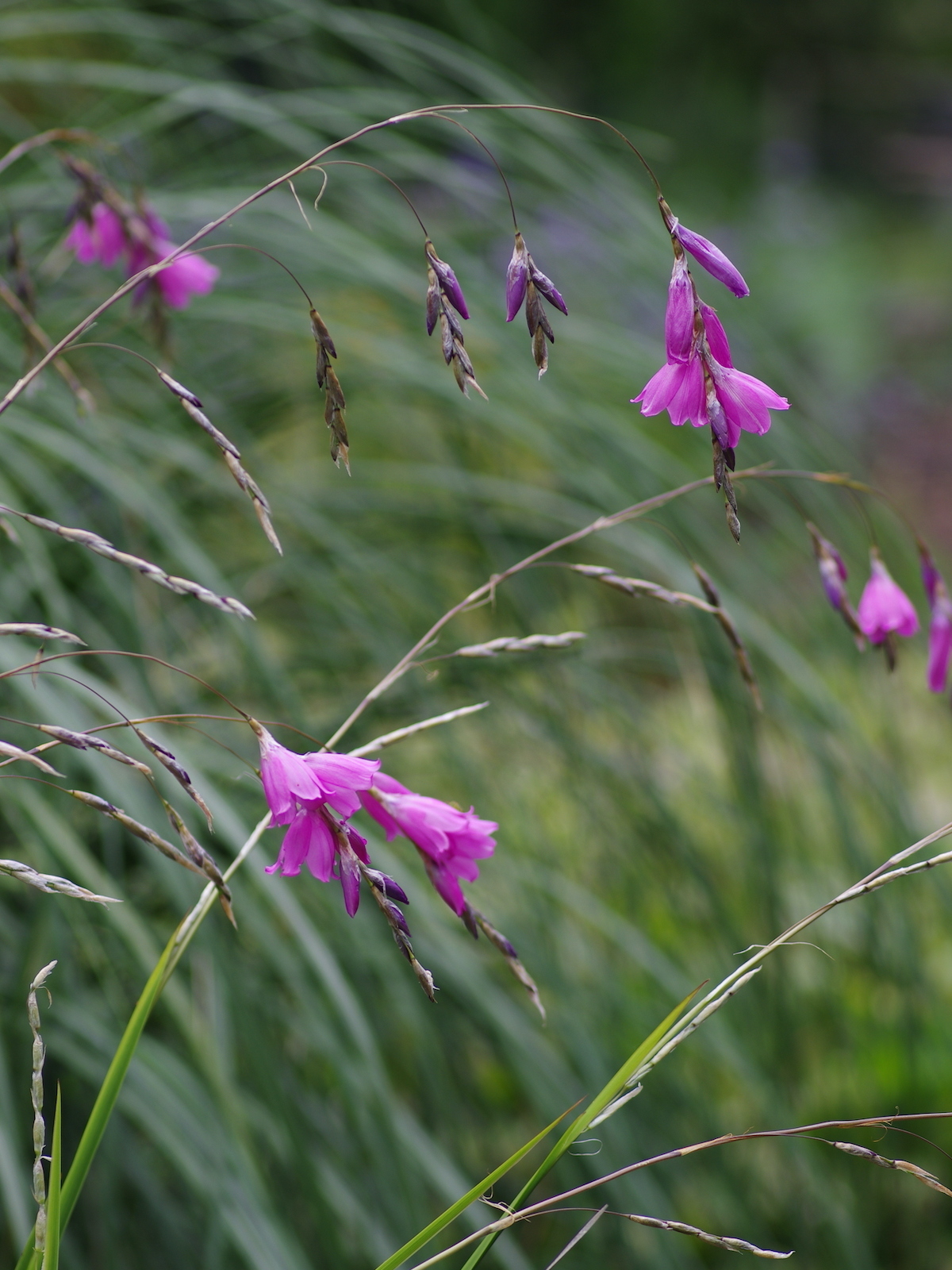Dierama pulcherrimum - Beth Chatto's Plants & Gardens