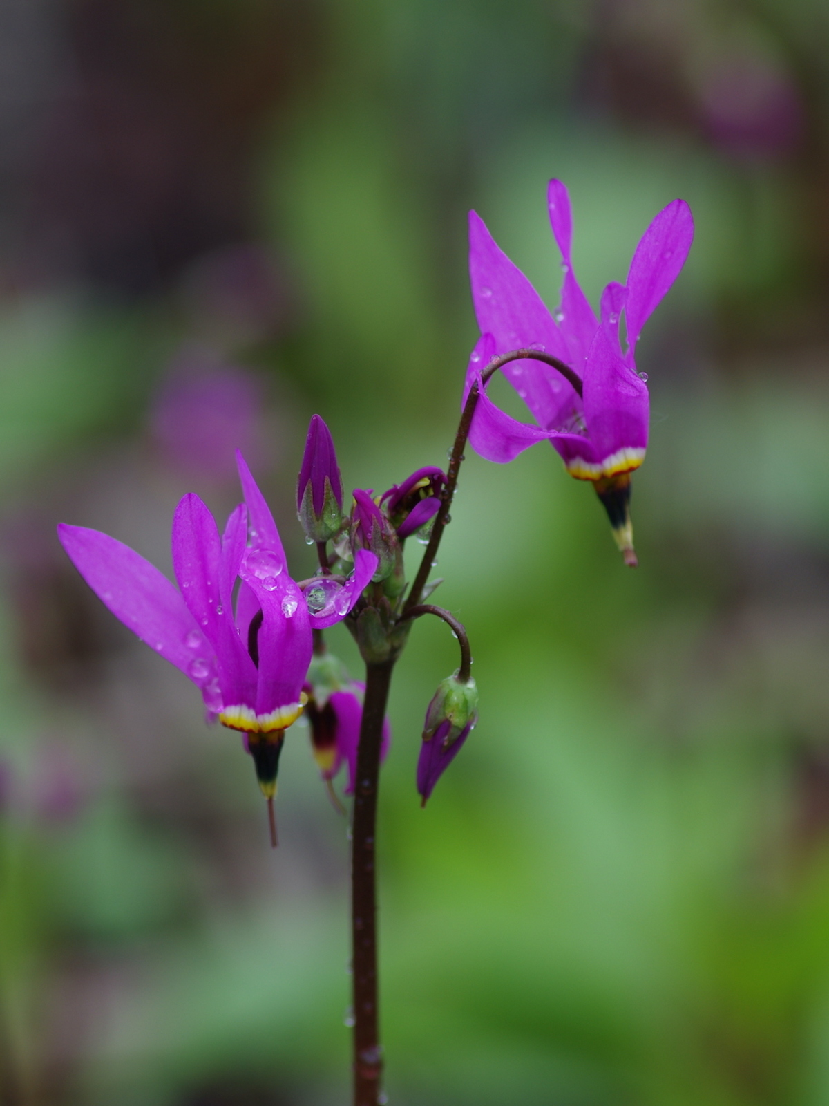 Dodecatheon 'Red Wings' - Beth Chatto's Plants
