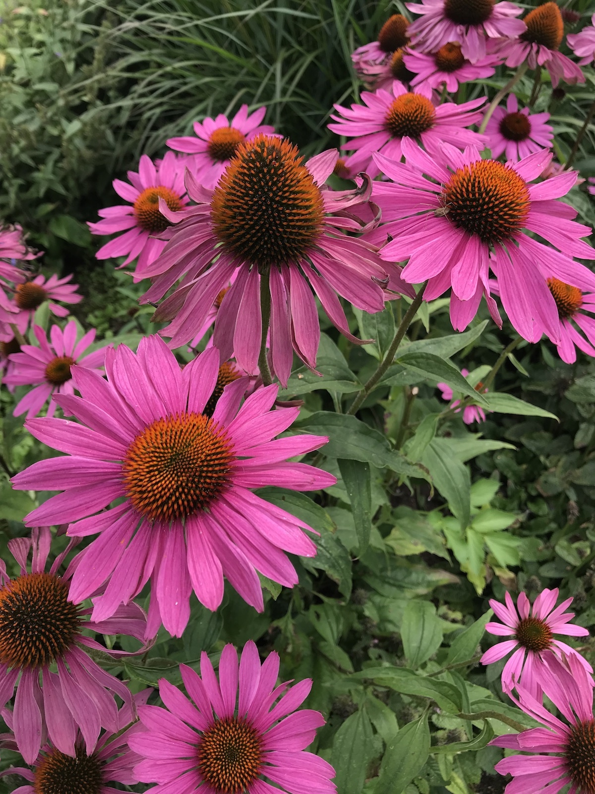 Echinacea Purpurea Rubinstern Beth Chatto s Plants Echinacea Purpurea Rubinstern Beth Chatto s Plants