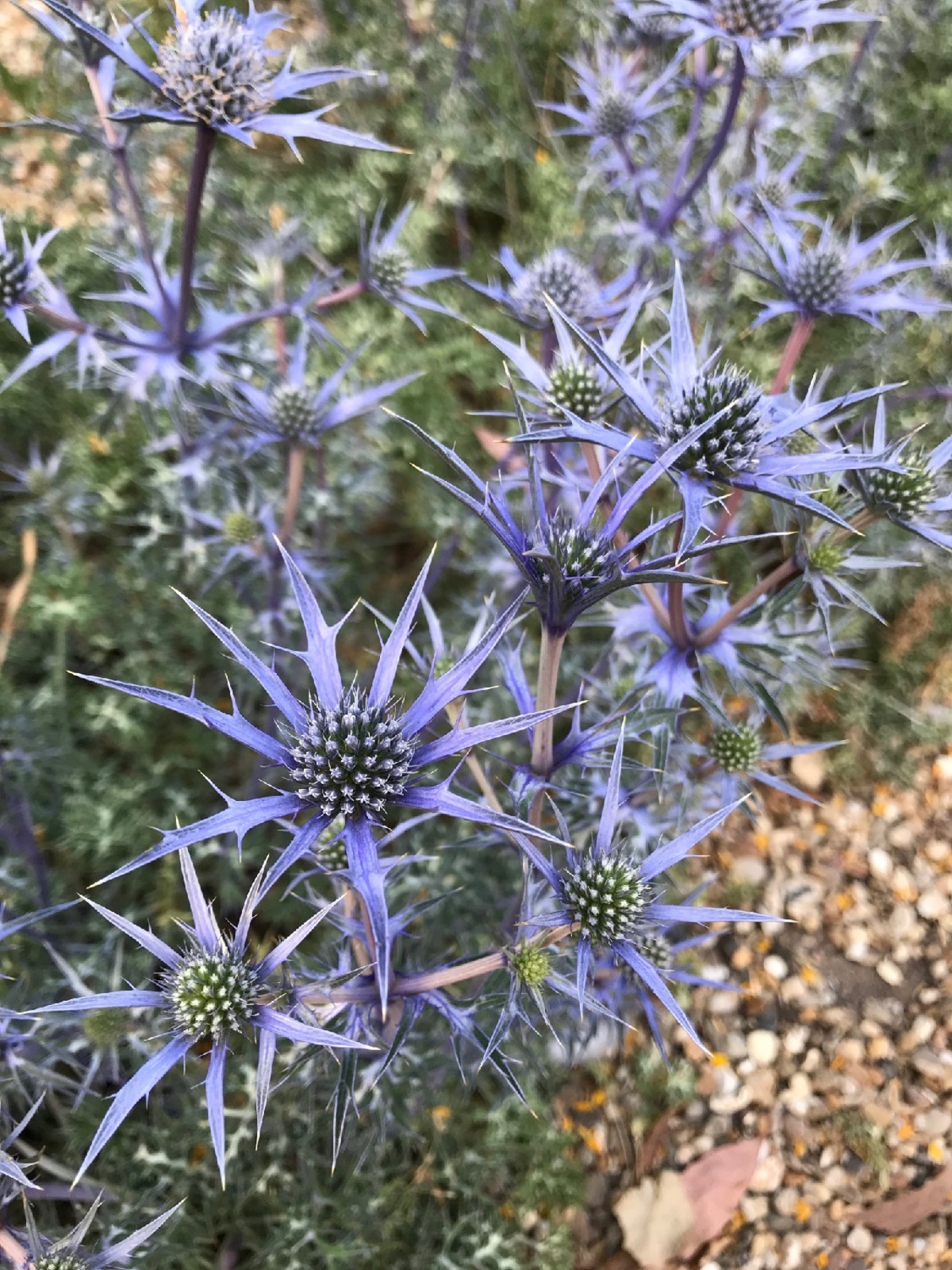 Eryngium Eryngium Bourgatii The Beth Chatto Gardens Eryngium Eryngium Bourgatii The Beth Chatto Gardens
