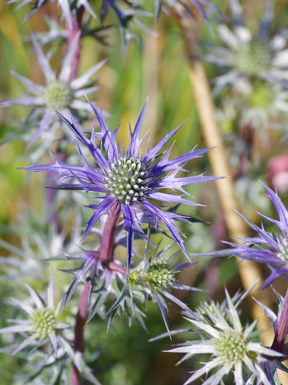 Eryngium Eryngium Bourgatii The Beth Chatto Gardens Eryngium Eryngium Bourgatii The Beth Chatto Gardens
