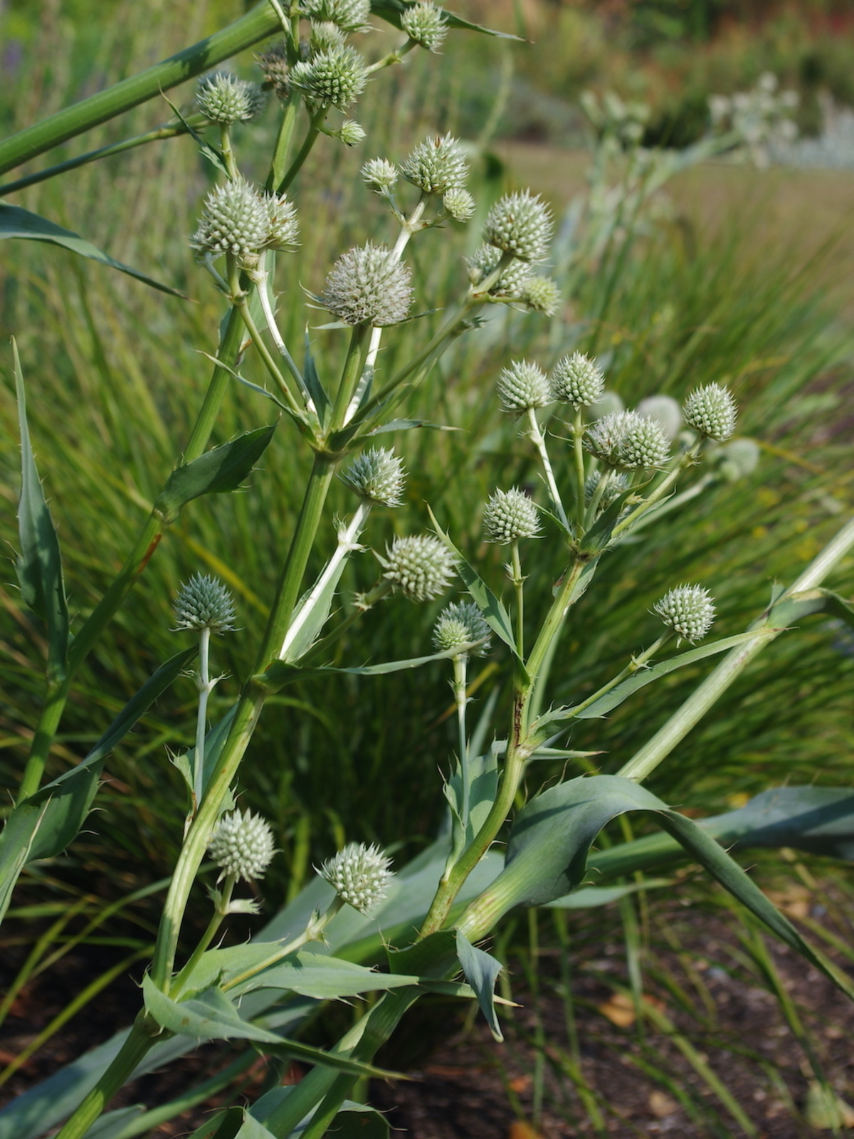 button snakeroot (Eryngium yuccifolium)