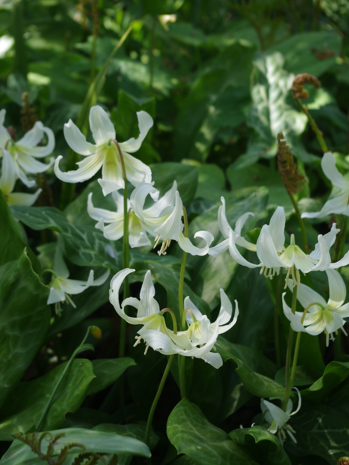 Erythronium 'White Beauty' - The Beth Chatto Gardens