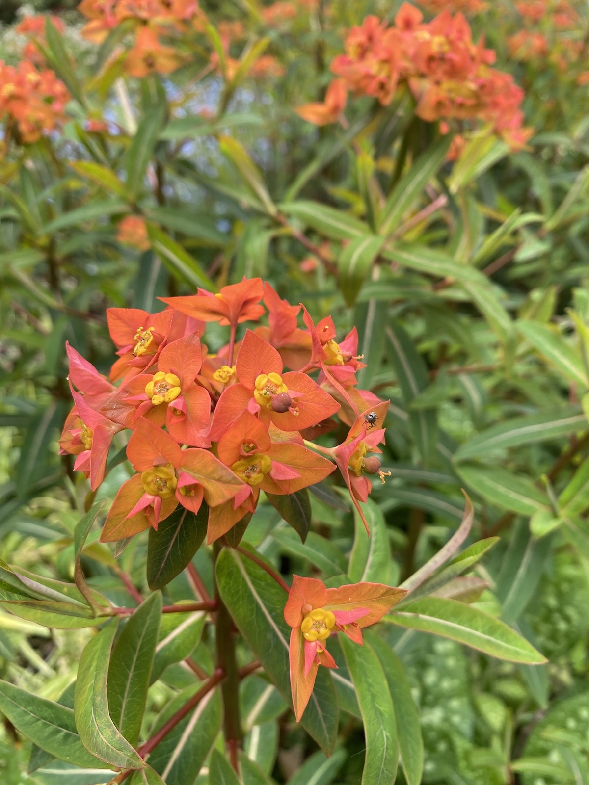 Euphorbia griffithii 'Fireglow' Beth Chatto Plants & Gardens