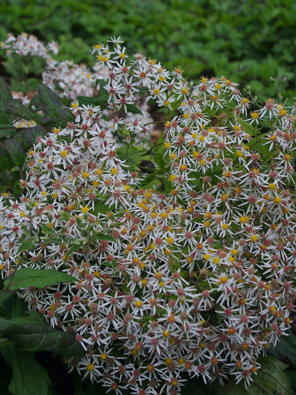 Eurybia Eurybia Divaricata The Beth Chatto Gardens   Eurybia Divaricata Bc Nursery 20 9 22 9f599c2a31 