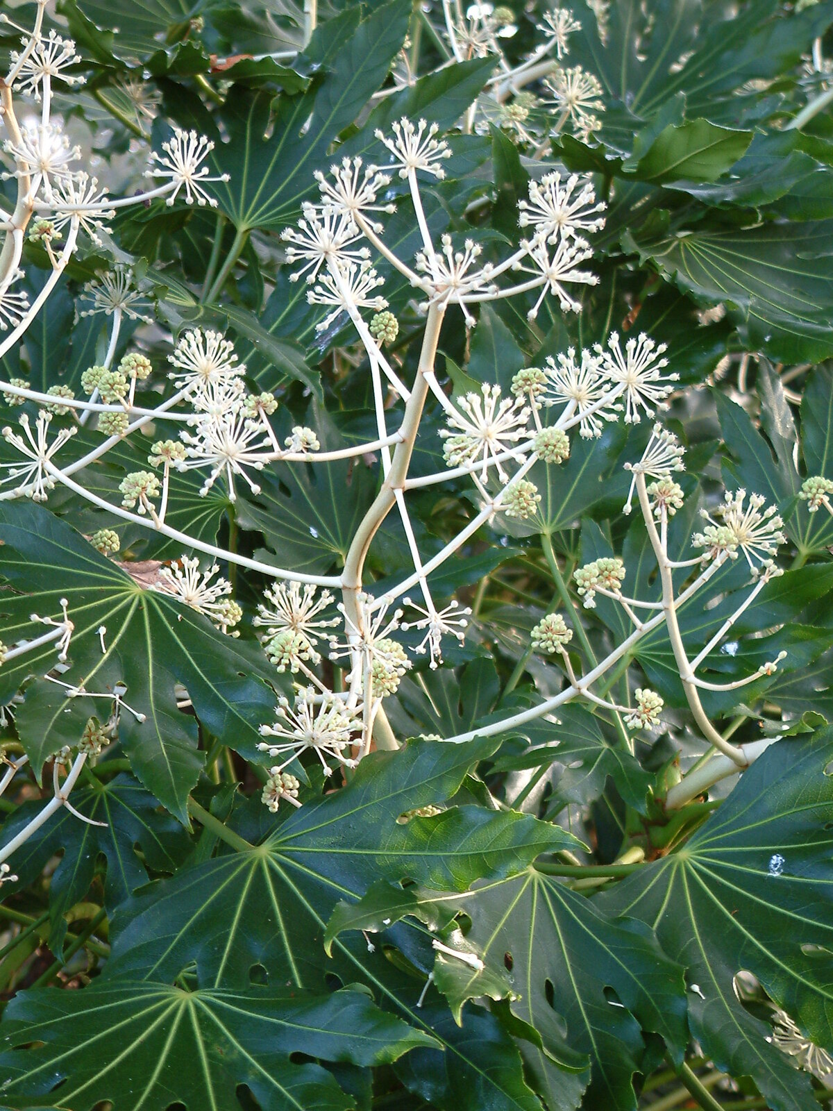 Is fatsia poisonous to clearance dogs