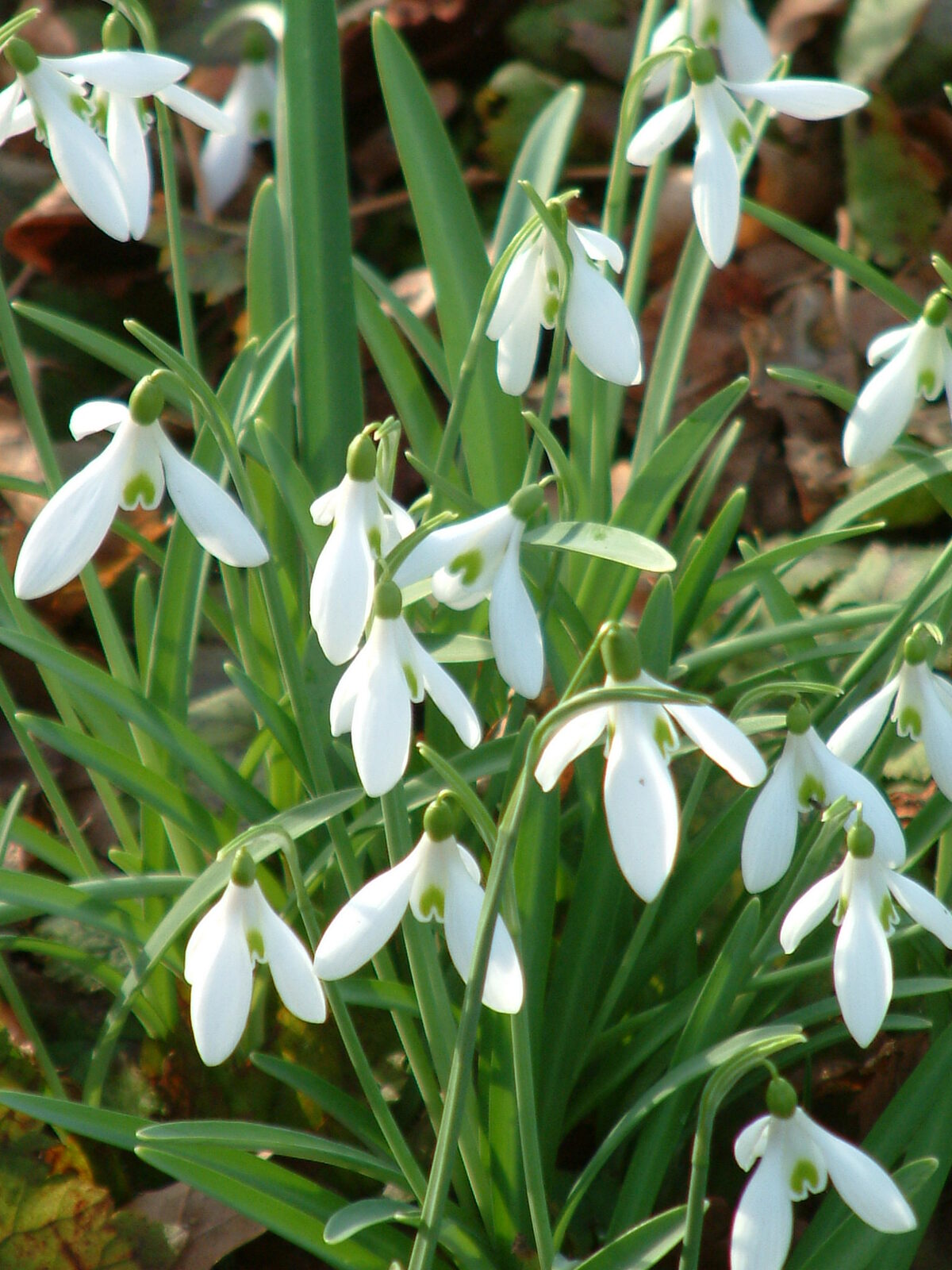 Galanthus 'James Backhouse' - The Beth Chatto Gardens