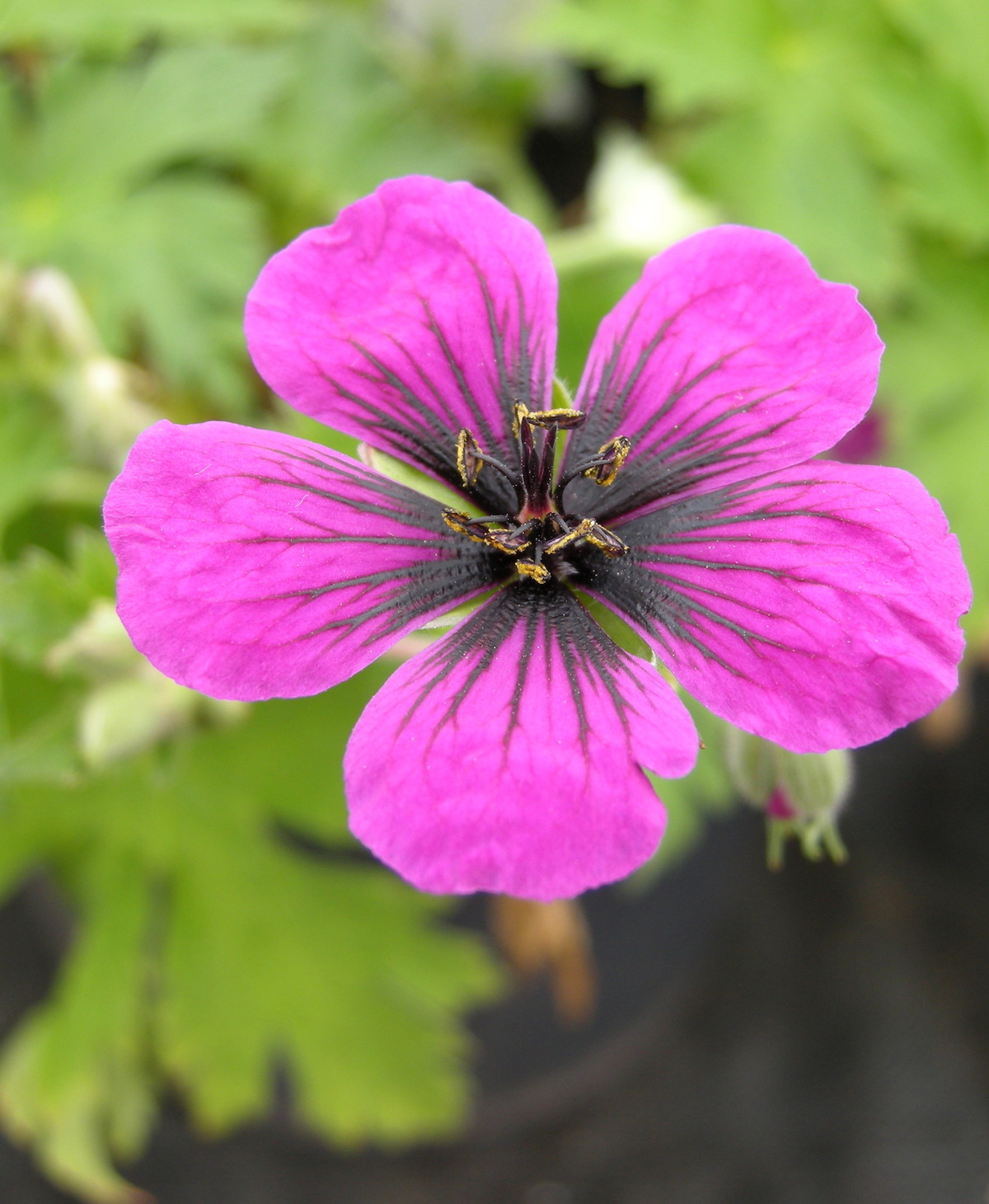 Geranium Dragonheart Bremdra The Beth Chatto Gardens   Geranium Dragon Heart 1 564a275771 