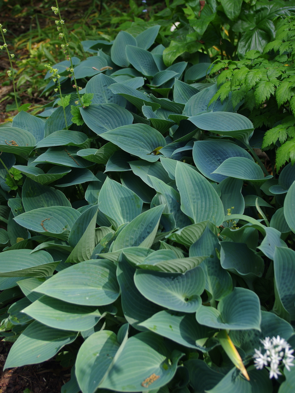 Hosta Tardiana Halcyon The Beth Chatto Gardens Hosta Tardiana Halcyon The Beth Chatto Gardens