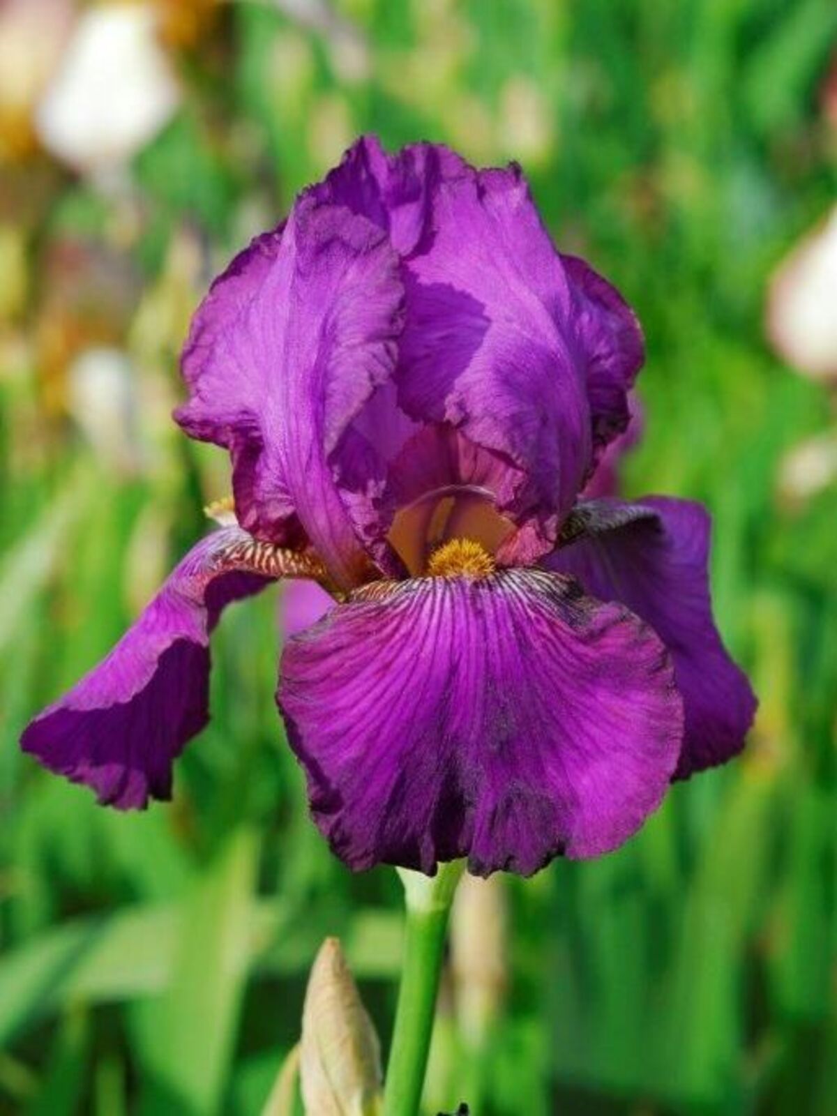 Iris 'Benton Evora' - Beth Chatto's Plants & Gardens