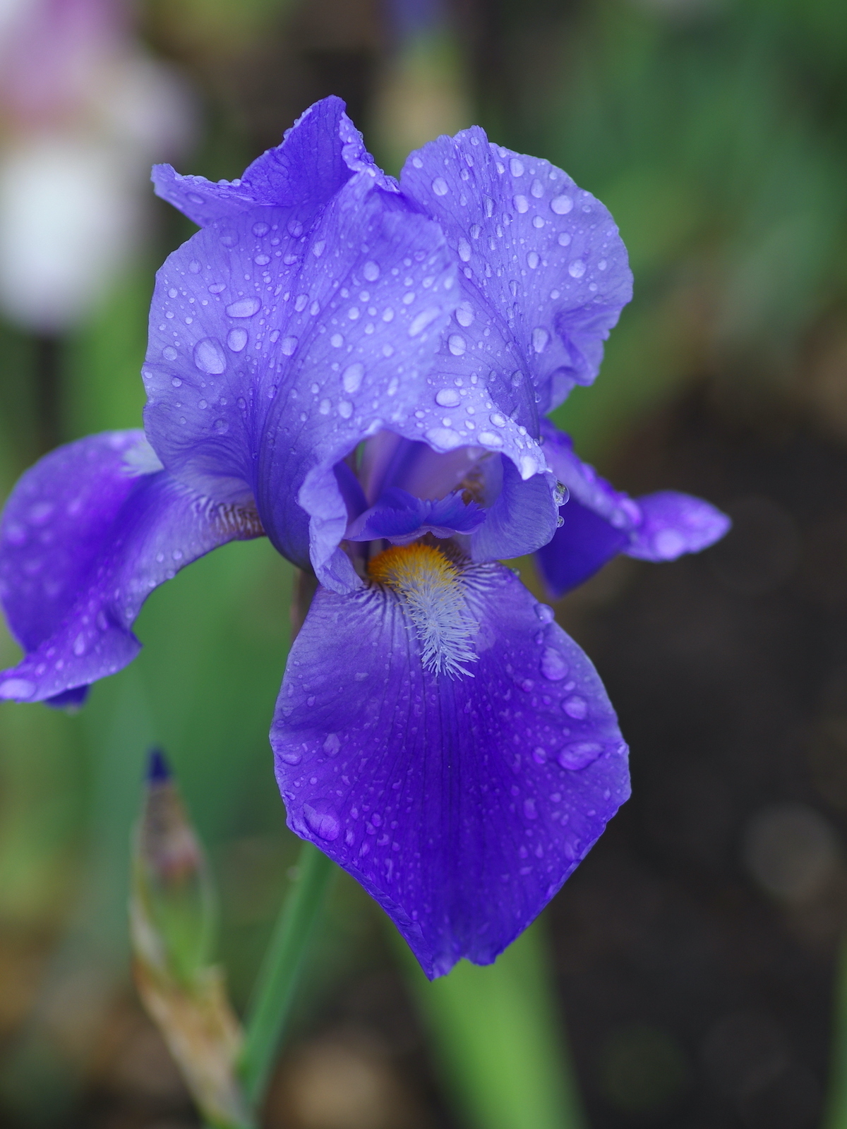 Iris Flower Coloring Page