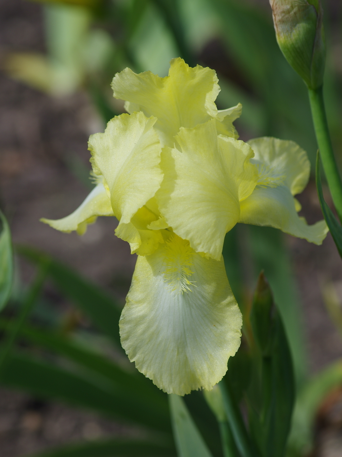 Dry Area Plants  Iris 'Lemon Ice' - The Beth Chatto Gardens