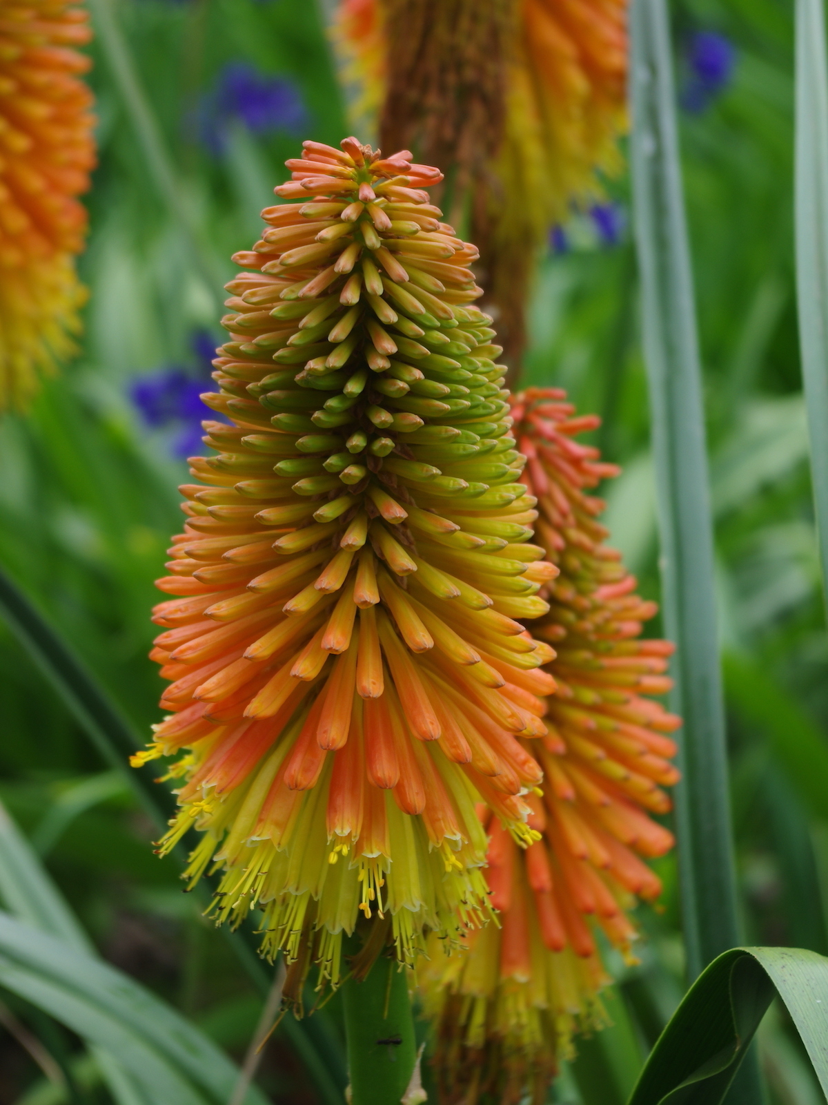 Kniphofia rooperi - Beth Chatto's Plants & Gardens