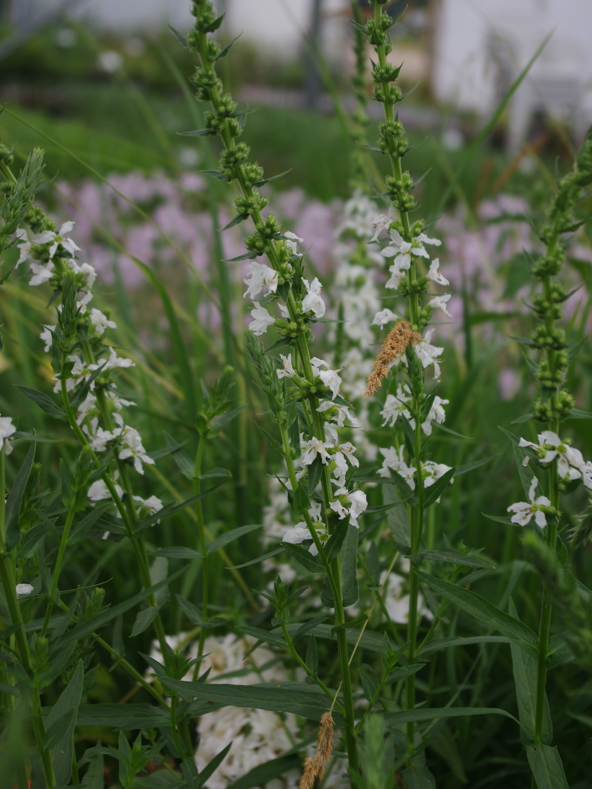 Lythrum salicaria white no. 10 form - Beth Chatto's Plants