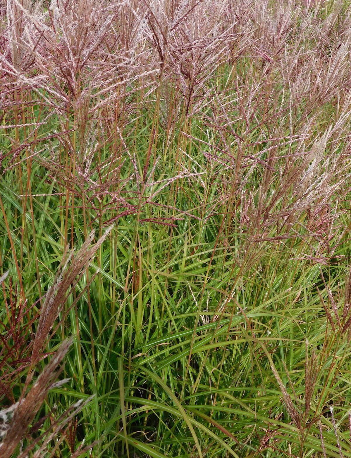Miscanthus sinensis ferne osten - The Beth Chatto Gardens
