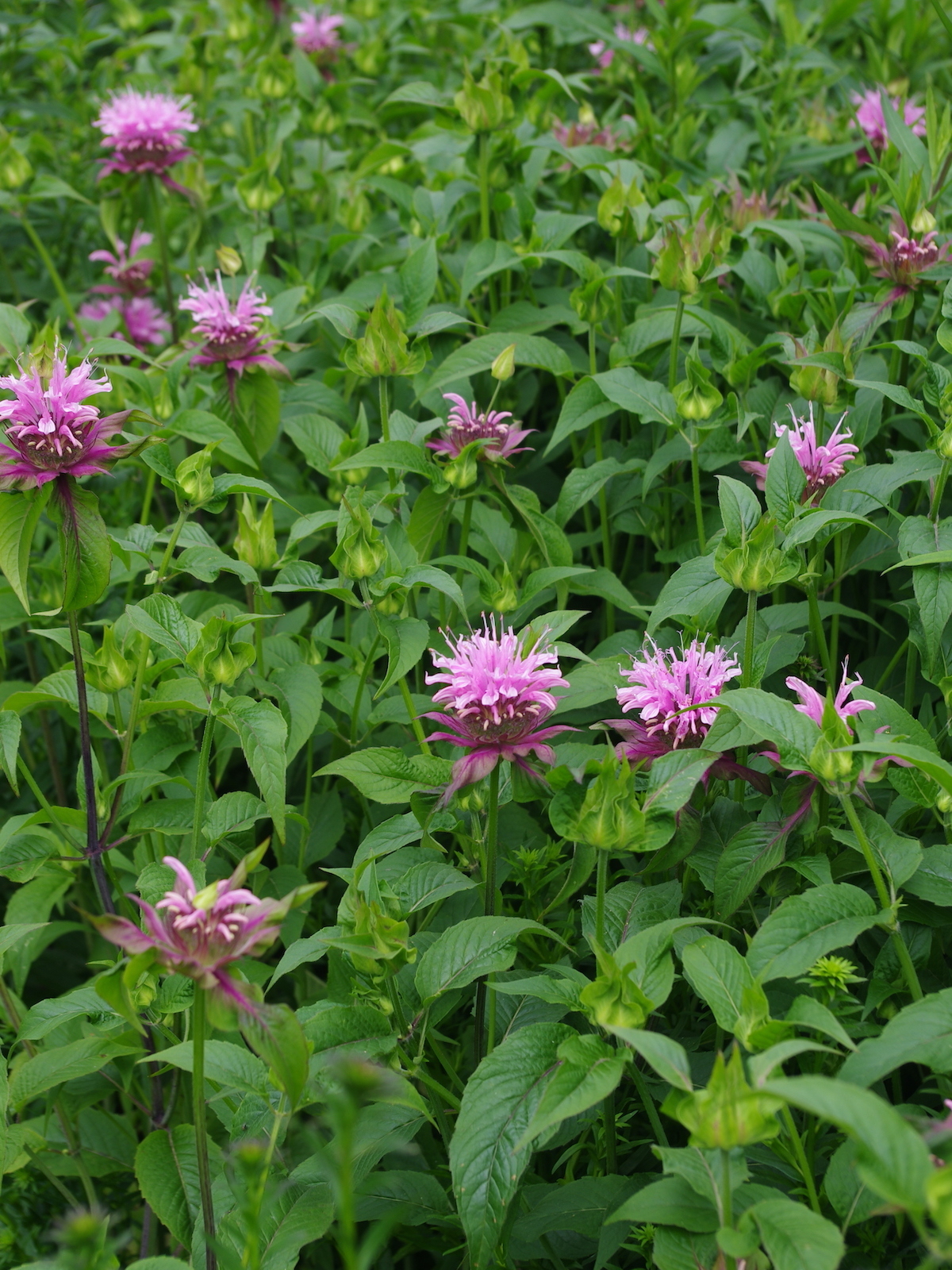 Monarda Beauty of Cobham - Beth Chatto Plants & Gardens