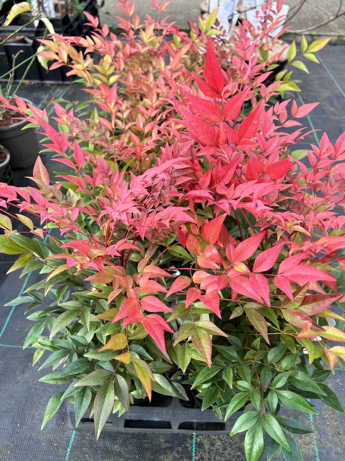 Nandina domestica 'Seika' (Obesessed) Beth Chatto's Plants & Gardens